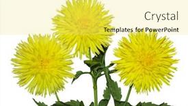  Presentation with dahlia - 