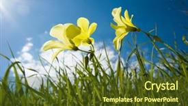 Presentation with clover - Slides featuring three yellow flowers of clover in a lawn background and a tawny brown colored foreground