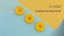  Presentation with blue flower - Slide set having three-yellow-gerberas-on-blue background and a yellow colored foreground
