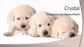  Presentation with lab animal mice - Audience pleasing PPT theme consisting of three yellow lab puppies three backdrop and a sky blue colored foreground