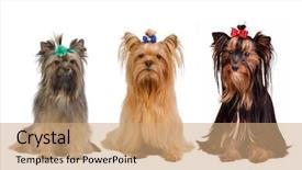  Presentation with sad dog abandoned dogs - Slide set with three yorkshire terrier dogs isolated background and a coral colored foreground