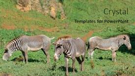  Presentation with grazing - PPT layouts enhanced with three zebras grazing free in the field background and a tawny brown colored foreground