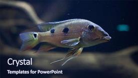  Presentation with daemon - PPT theme having threespot eartheater satanoperca daemon also known as the spotted demonfish wildlife animal background and a navy blue colored foreground
