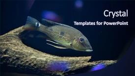  Presentation with daemon - Presentation having threespot eartheater satanoperca daemon also known as the spotted demonfish wildlife animal background and a navy blue colored foreground