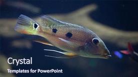  Presentation with daemon - Amazing slide set having threespot eartheater satanoperca daemon also known as the spotted demonfish wildlife animal backdrop and a navy blue colored foreground