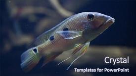  Presentation with daemon - Audience pleasing PPT theme consisting of threespot eartheater satanoperca daemon also known as the spotted demonfish wildlife animal backdrop and a navy blue colored foreground