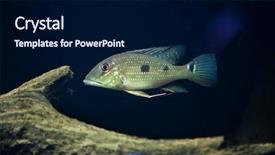  Presentation with daemon - Presentation design enhanced with threespot eartheater satanoperca daemon also known as the spotted demonfish wildlife animal background and a navy blue colored foreground