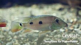  Presentation with daemon - Beautiful theme featuring threespot eartheater satanoperca daemon also known as the spotted demonfish wildlife animal backdrop and a gray colored foreground