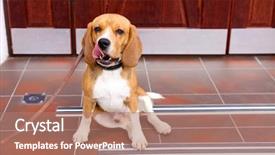  Presentation with dog - Colorful slide set enhanced with threshold - funny cute dog near door backdrop and a  colored foreground