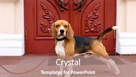  Presentation with dog baby cute child - Cool new slide deck with threshold - funny cute dog near door backdrop and a  colored foreground