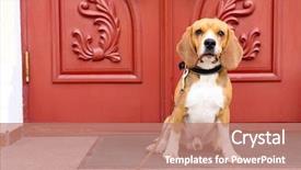  Presentation with dog baby cute child - Slide deck featuring threshold - funny cute dog near door background and a coral colored foreground