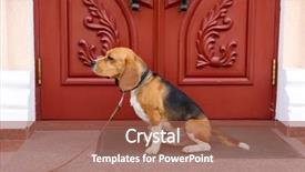  Presentation with dog - PPT layouts having threshold - funny cute dog near door background and a  colored foreground
