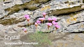  Presentation with thrift - Presentation with thrift armeria maritima on rock background and a  colored foreground