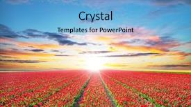  Presentation with tulips - Cool new slide deck with thrive - beautiful tulips field backdrop and a light blue colored foreground