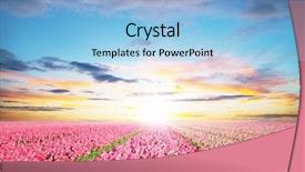  Presentation with tulips - Slides featuring thrive - beautiful tulips field background and a light blue colored foreground