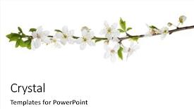  Presentation with plum blossom - Audience pleasing PPT layouts consisting of thrive - branch in blossom isolated backdrop and a white colored foreground