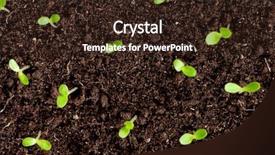  Presentation with seedling - Slides consisting of thrive - close-up of green seedling growing background and a wine colored foreground