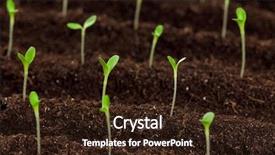  Presentation with seedling - Amazing PPT theme having thrive - close-up of green seedling growing backdrop and a wine colored foreground