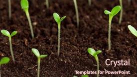  Presentation with seedling - PPT theme enhanced with thrive - green seedling growing background and a wine colored foreground