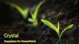  Presentation with corn field - Theme consisting of thrive - growing corn shallow depth background and a wine colored foreground