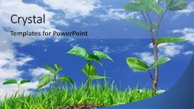  Presentation with young plant - Cool new theme with thrive - young green plant backdrop and a light blue colored foreground