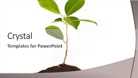  Presentation with young plant - PPT layouts enhanced with thriving business - young green plant background and a white colored foreground