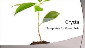  Presentation with young plant - Presentation design having thriving business - young green plant background and a  colored foreground