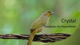  Presentation with stripe - Amazing PPT layouts having throated bulbul bird in yellow backdrop and a  colored foreground