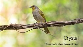  Presentation with stripe - Amazing presentation design having throated bulbul bird in yellow backdrop and a  colored foreground