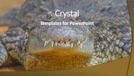  Presentation with aquatic - Presentation featuring crocodiles are large aquatic reptile background and a gray colored foreground