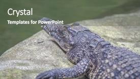  Presentation with aquatic - Beautiful PPT theme featuring closeup of a crocodile crocodiles backdrop and a gray colored foreground