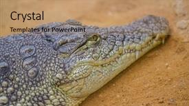  Presentation with aquatic - Slide set with closeup of a crocodile crocodiles background and a coral colored foreground