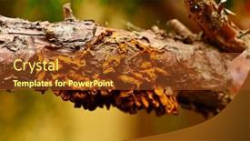  Presentation with tree - PPT layouts featuring thrush-of-the-garden-decorative background and a tawny brown colored foreground