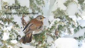  Presentation with branch - Presentation design having thrush-on-branch-in-winter background and a light gray colored foreground