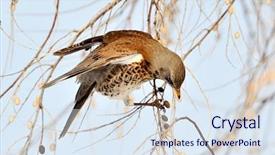  Presentation with winter road and branch - Slide deck consisting of thrush on branch in winter background and a sky blue colored foreground