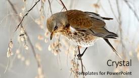  Presentation with branch - Amazing slides having thrush on branch in winter backdrop and a  colored foreground