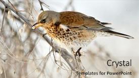  Presentation with branch - Cool new PPT theme with thrush on branch in winter backdrop and a  colored foreground