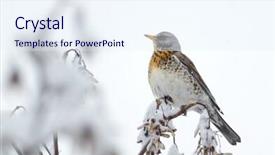  Presentation with winter road and branch - Presentation design with thrush on branch in winter background and a  colored foreground