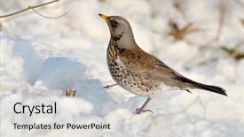  Presentation with pathways in winter - PPT theme featuring thrush outdoor in winter turdus background and a  colored foreground