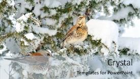  Presentation with branch - Audience pleasing slides consisting of thrushes-on-branch-in-winter backdrop and a light blue colored foreground