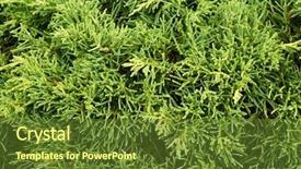  Presentation with india green natural - Colorful slide deck enhanced with thuja arbor vitae natural green backdrop and a tawny brown colored foreground