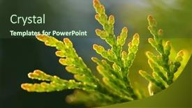  Presentation with branch - Slide set enhanced with thuja-branch-close-up-nature background and a tawny brown colored foreground