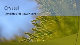  Presentation with branch - Presentation theme having thuja-branch-close-up-nature background and a light blue colored foreground