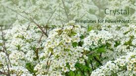  Presentation with lilac bush wood - Slide deck with thunberg-spirea-spiraea-thunbergii-bush background and a mint green colored foreground