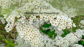  Presentation with lilac bush wood - Slides enhanced with thunberg-spirea-spiraea-thunbergii-bush background and a mint green colored foreground