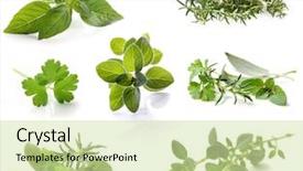  Presentation with herbs - Theme consisting of thyme - collection of fresh herbs isolated background and a soft green colored foreground