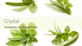 Presentation with thyme - Beautiful slide set featuring thyme and rosemary fresh herb backdrop and a cream colored foreground