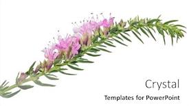  Presentation with thyme - Amazing PPT layouts having thyme-blossoming-branch-isolated backdrop and a white colored foreground