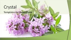  Presentation with thyme - Cool new slides with thyme flowers in closeup backdrop and a soft green colored foreground