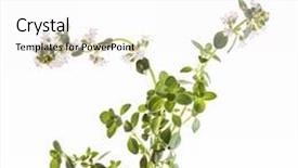  Presentation with thyme - Colorful PPT theme enhanced with thymus vulgaris - thyme flowers isolated backdrop and a white colored foreground